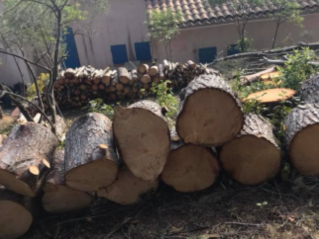 Réalisation coupe d'arbre